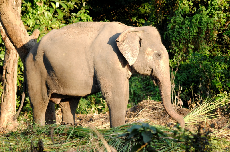слон в индии